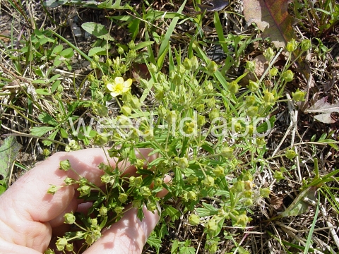 cinquefoil, silvery